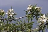 Pyrus regelii. Ветка с соцветиями. Южный Казахстан, хр. Боролдайтау, северный склон напротив дер. Васильевка. 08.05.2010.