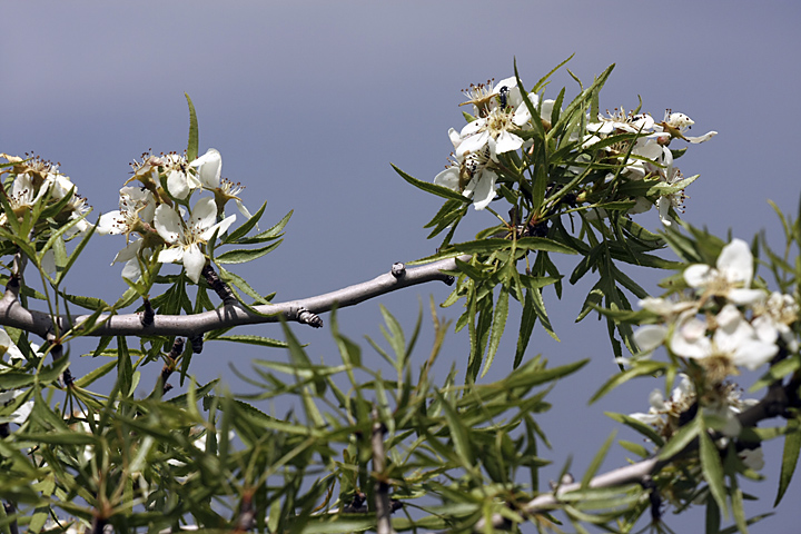 Image of Pyrus regelii specimen.