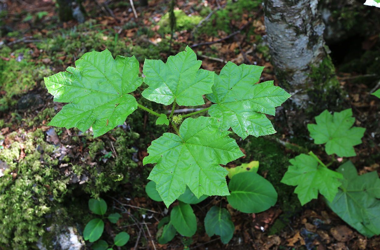 Image of Oplopanax elatus specimen.