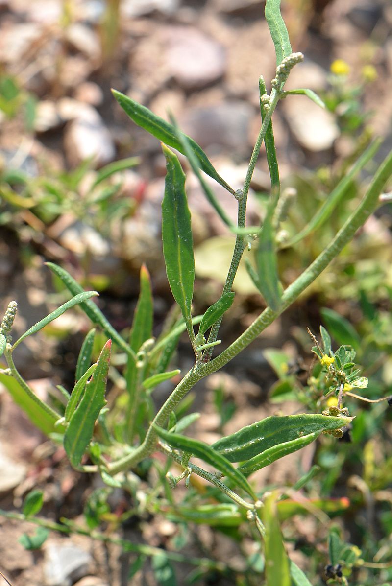 Image of Atriplex patens specimen.