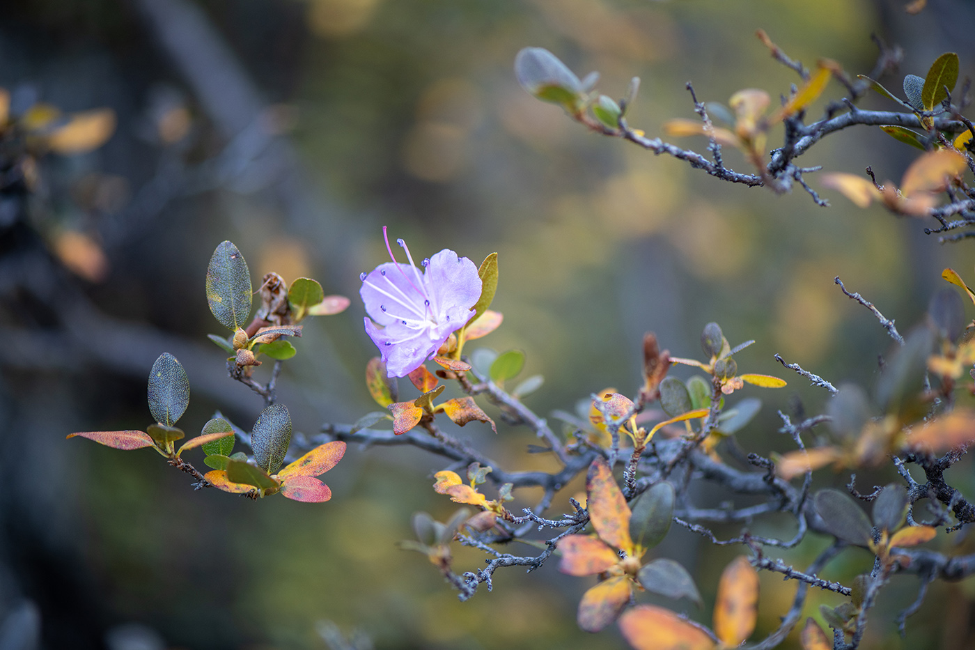 Image of Rhododendron ledebourii specimen.