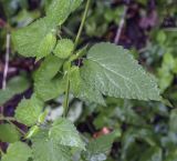 Agastache rugosa