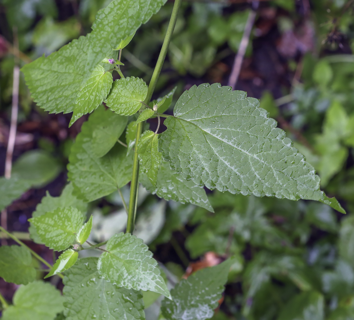 Image of Agastache rugosa specimen.