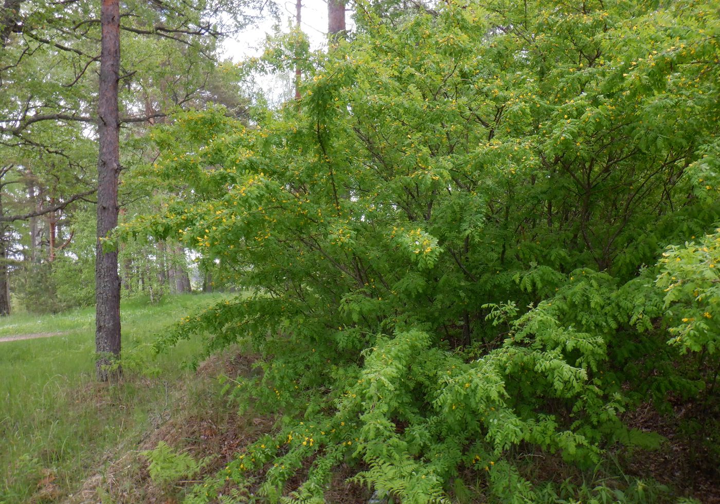Изображение особи Caragana arborescens.