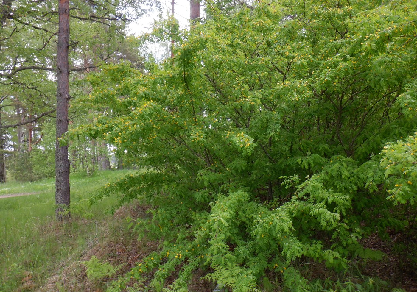 Image of Caragana arborescens specimen.