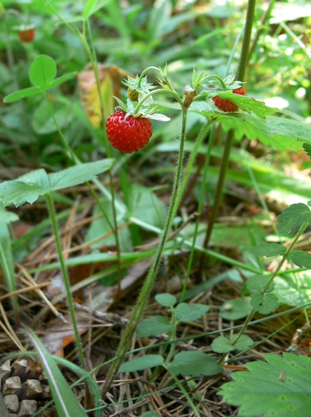 Изображение особи Fragaria vesca.