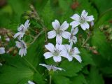 Geranium krylovii