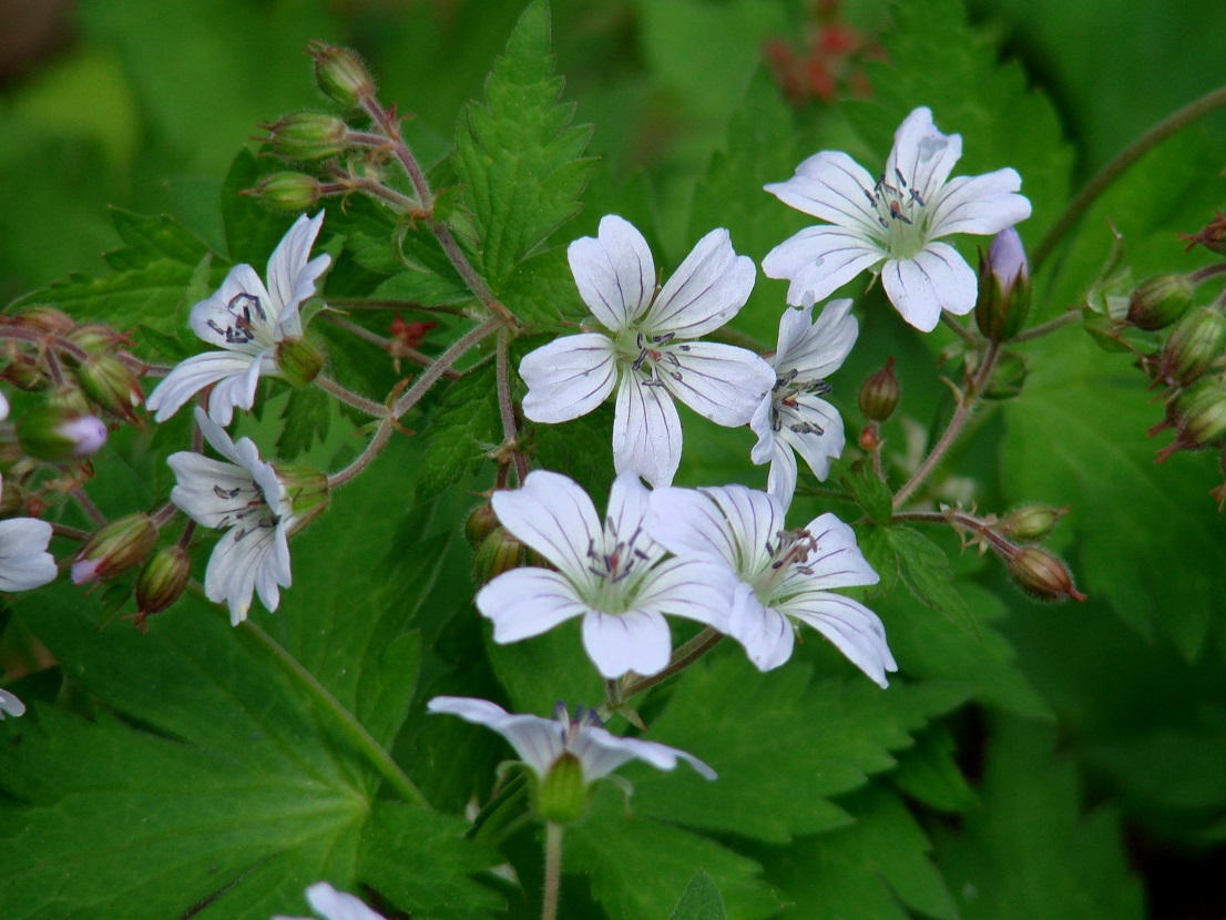 Geranium krylovii. Герань Южная Сибирь. Podperaea-krylovii.