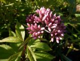 Eupatorium purpureum