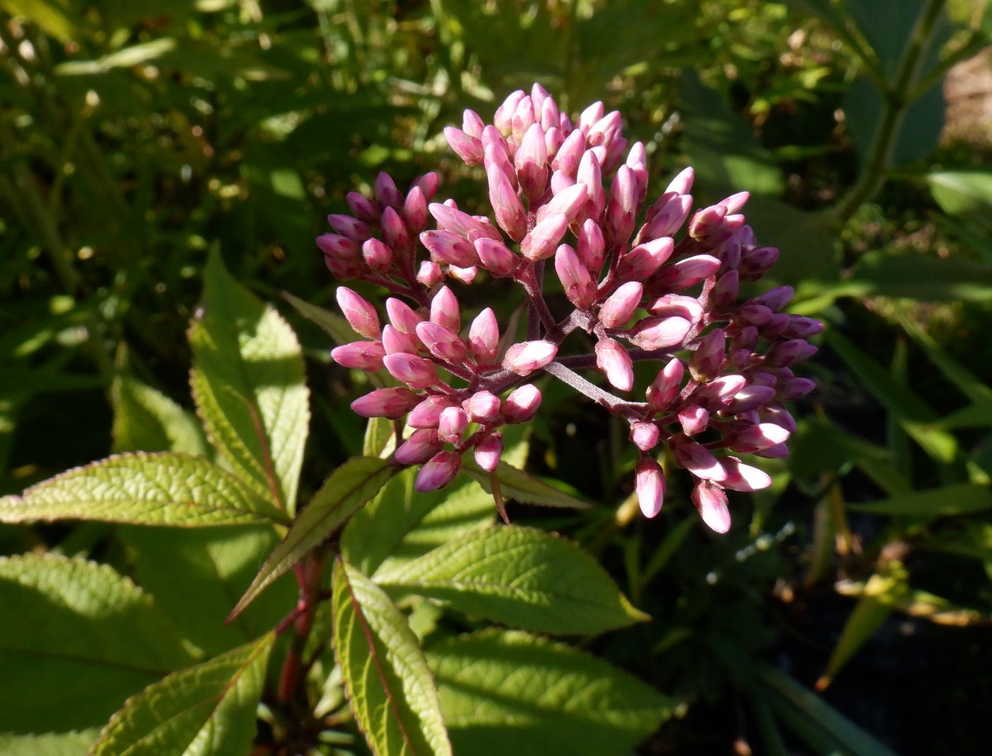 Изображение особи Eupatorium purpureum.