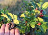 Frangula alnus. Верхушка ветви плодоносящего растения. Краснодарский край, Туапсинский р-н, гора Семашхо (1035 м н.у.м.), горный луг на каменистом склоне. 04.10.2020.