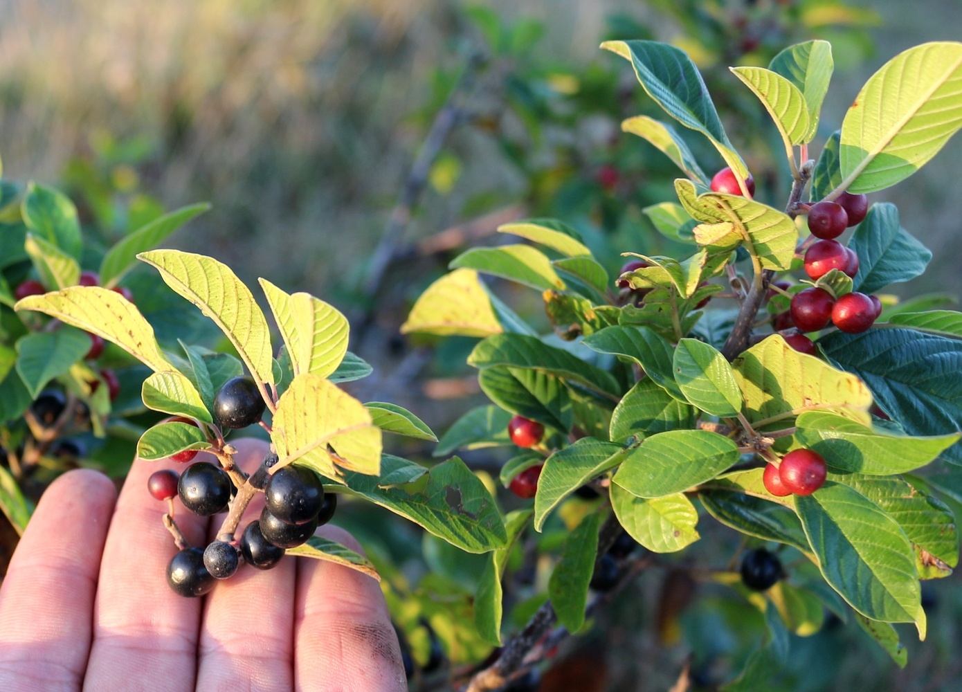 Изображение особи Frangula alnus.