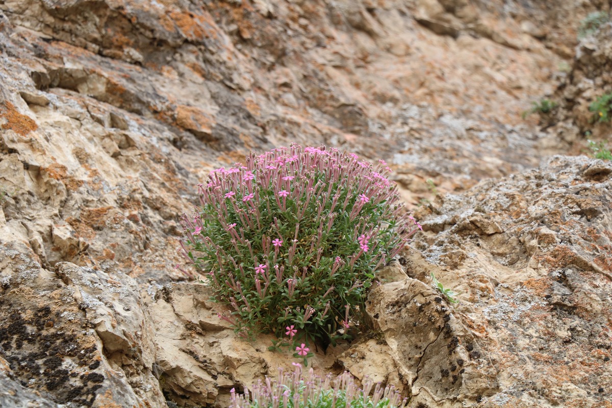 Image of Silene depressa specimen.