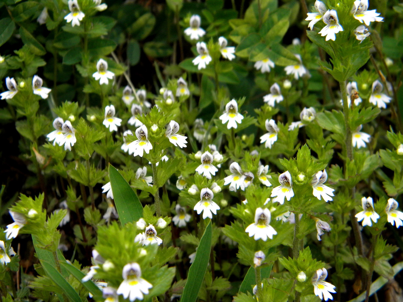 Изображение особи Euphrasia hyperborea.