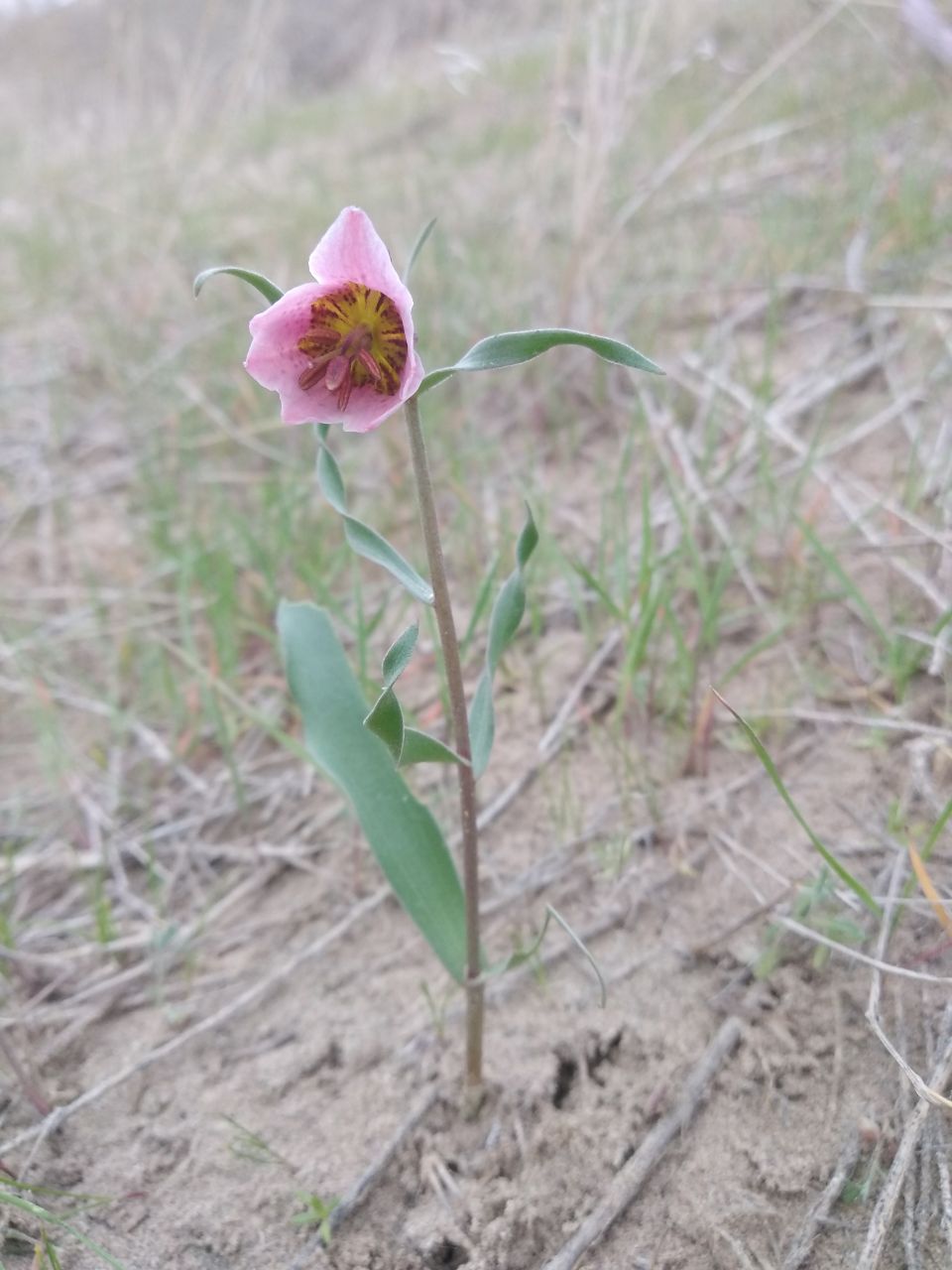 Изображение особи Rhinopetalum gibbosum.