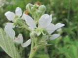 Rubus sanctus