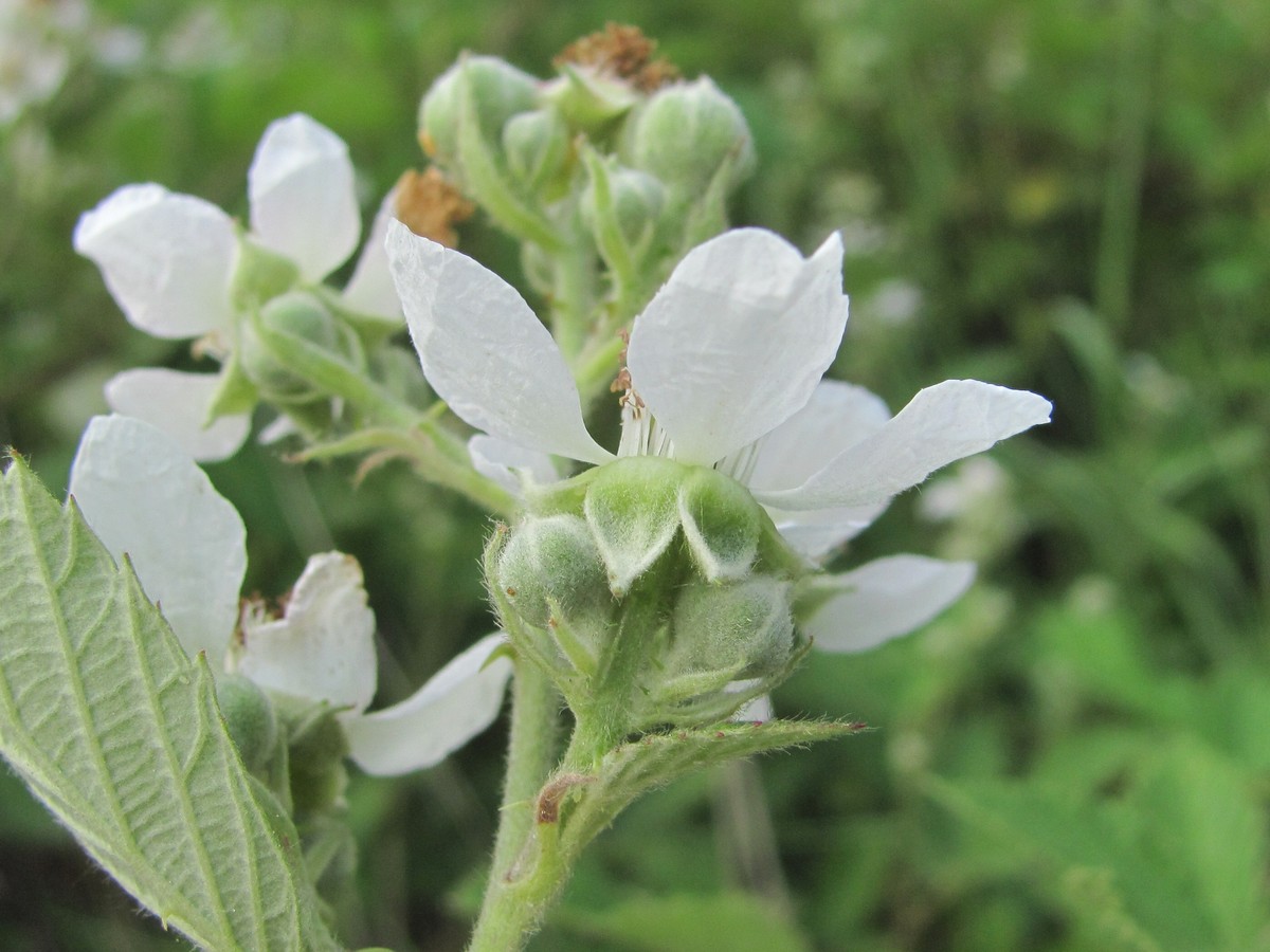 Изображение особи Rubus sanctus.