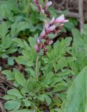 Corydalis ledebouriana
