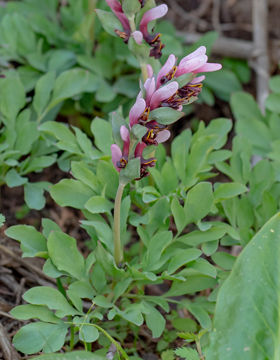 Image of Corydalis ledebouriana specimen.