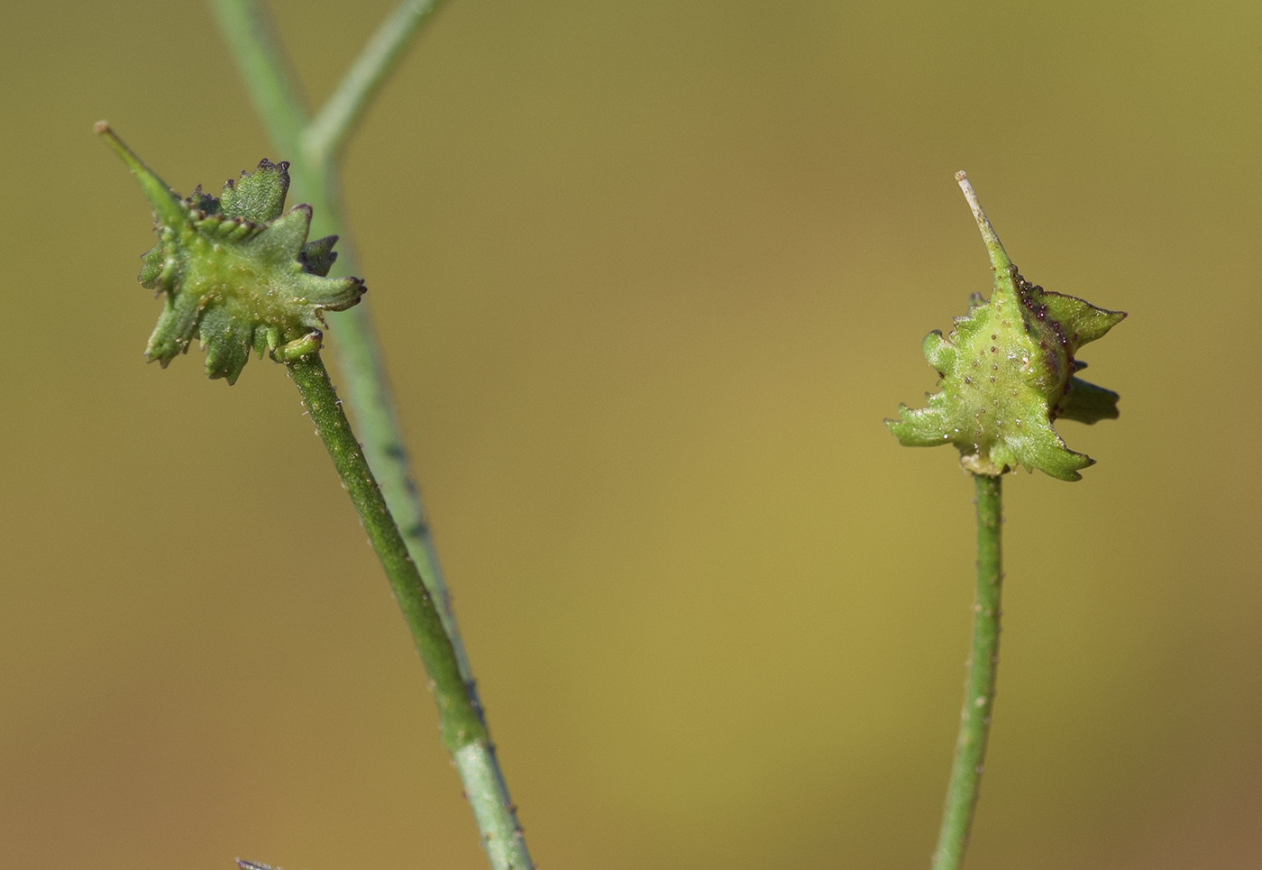 Image of Bunias erucago specimen.