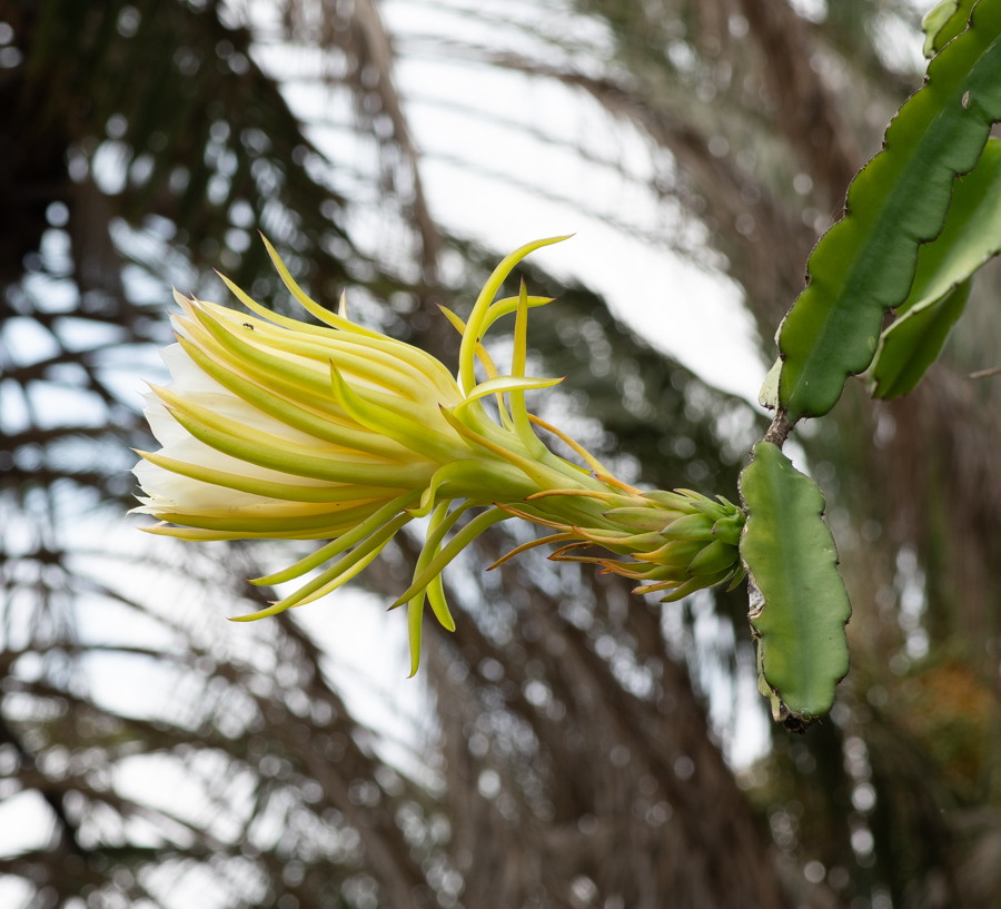 Image of genus Hylocereus specimen.