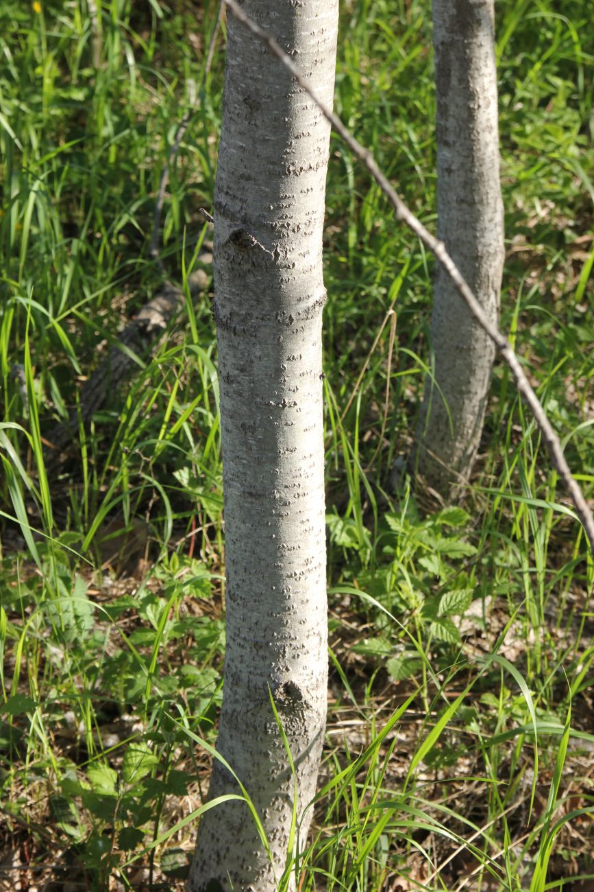 Изображение особи Populus alba.