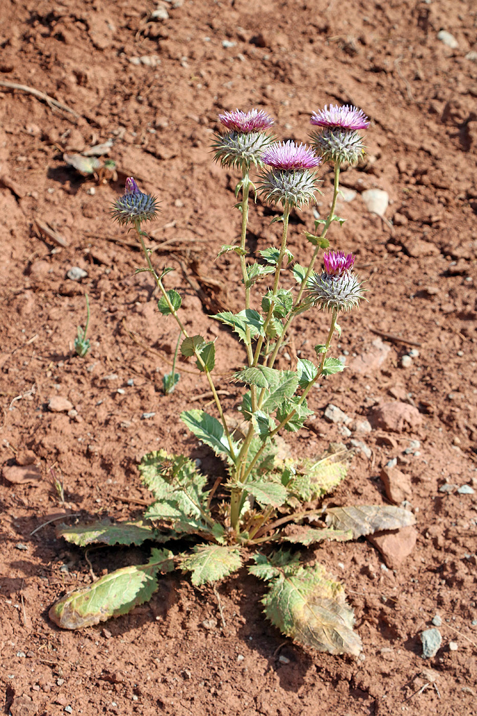 Image of Cousinia rotundifolia specimen.