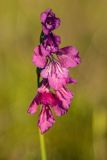 Gladiolus tenuis