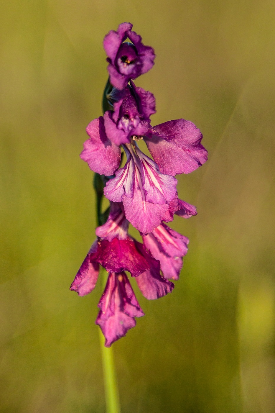 Изображение особи Gladiolus tenuis.