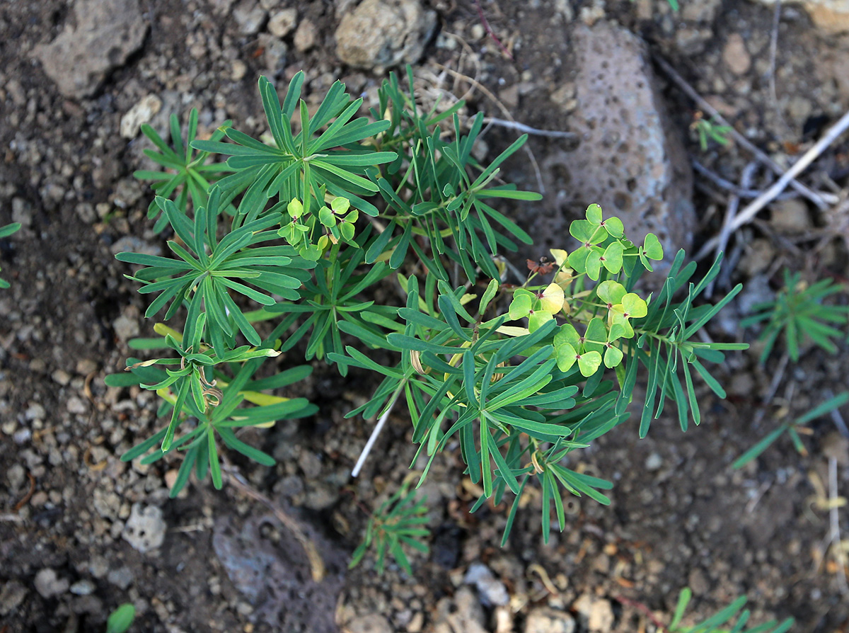 Image of Euphorbia leoncroizatii specimen.