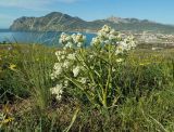 Crambe aspera