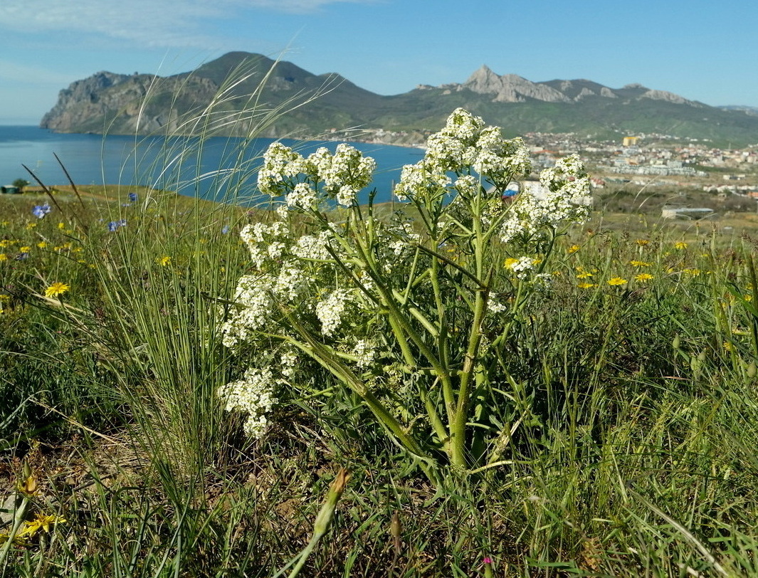 Image of Crambe aspera specimen.
