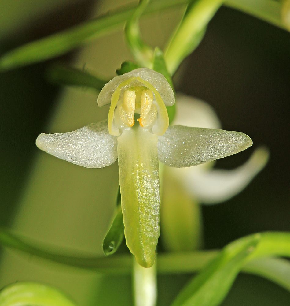 Изображение особи Platanthera metabifolia.