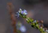 Veronica anagallis-aquatica
