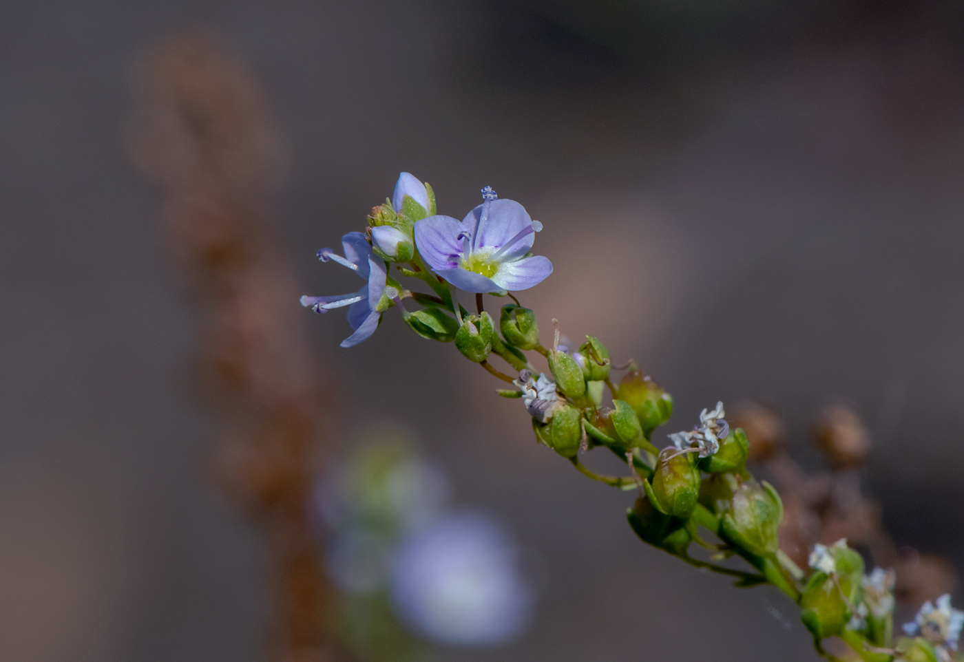 Image of Veronica anagallis-aquatica specimen.