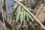 genus Salix. Часть ветви с молодым побегом. Республика Алтай, Усть-Коксинский р-н, левый песчаный берег р. Катунь ниже устья руч. Тургунда. 31.07.2020.