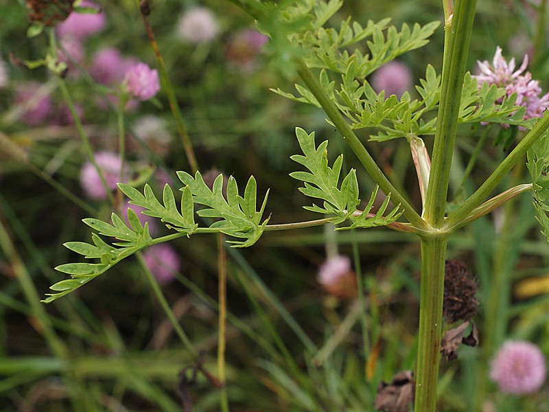 Image of Seseli seseloides specimen.