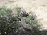 Stachys fruticulosa