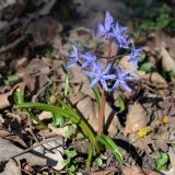 Scilla bifolia