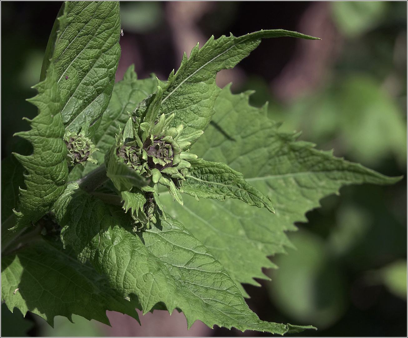 Изображение особи Telekia speciosa.
