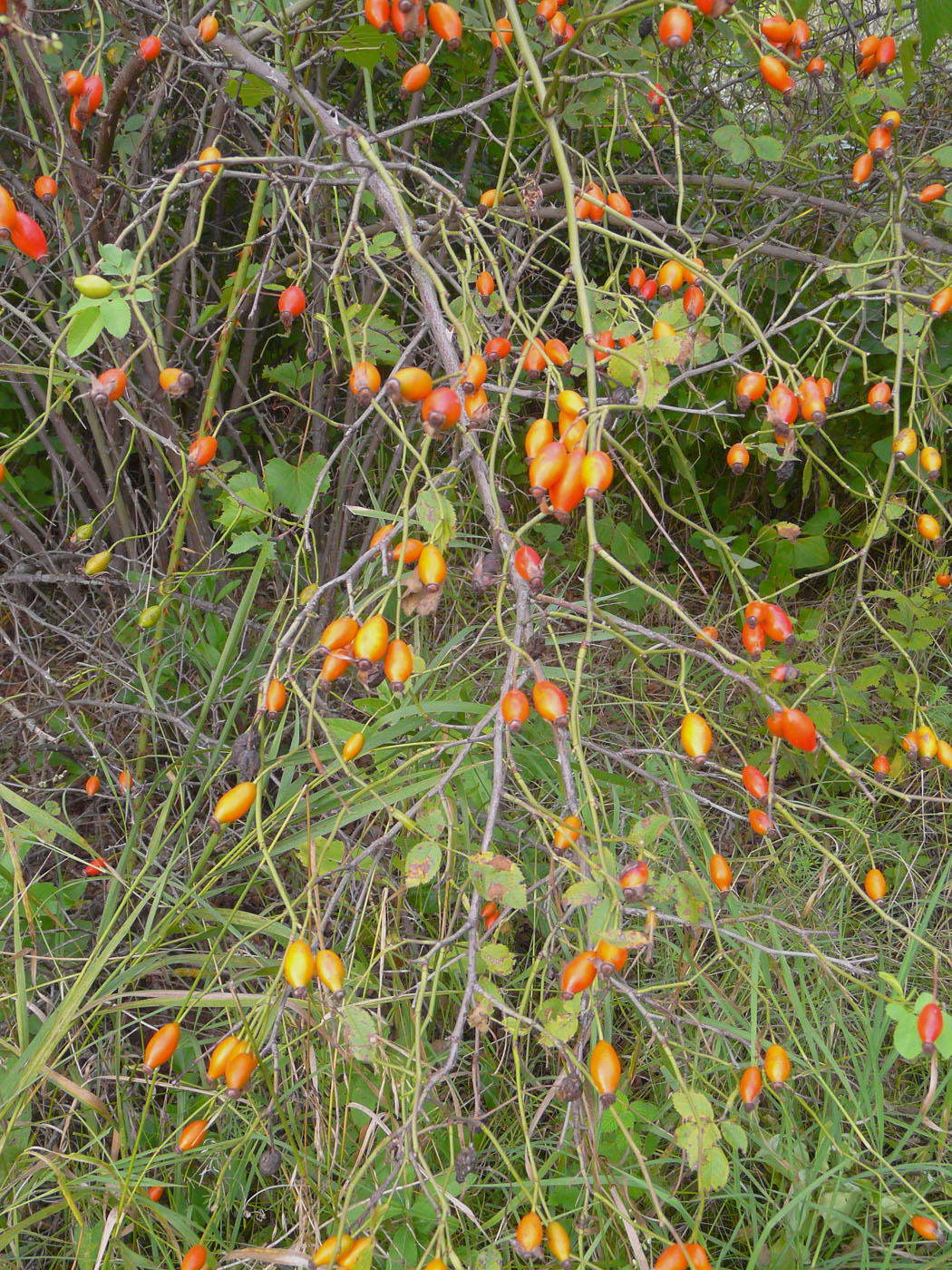 Image of genus Rosa specimen.