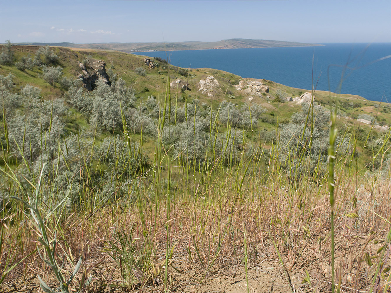 Изображение особи Aegilops cylindrica.