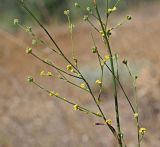 Bupleurum asperuloides. Веточки цветущего и плодоносящего растения. Республика Крым, Алуштинский р-н, окр. с. Малореченское, редколесье, щебнистый склон, обочина грунтовой дороги. 04.09.2021.