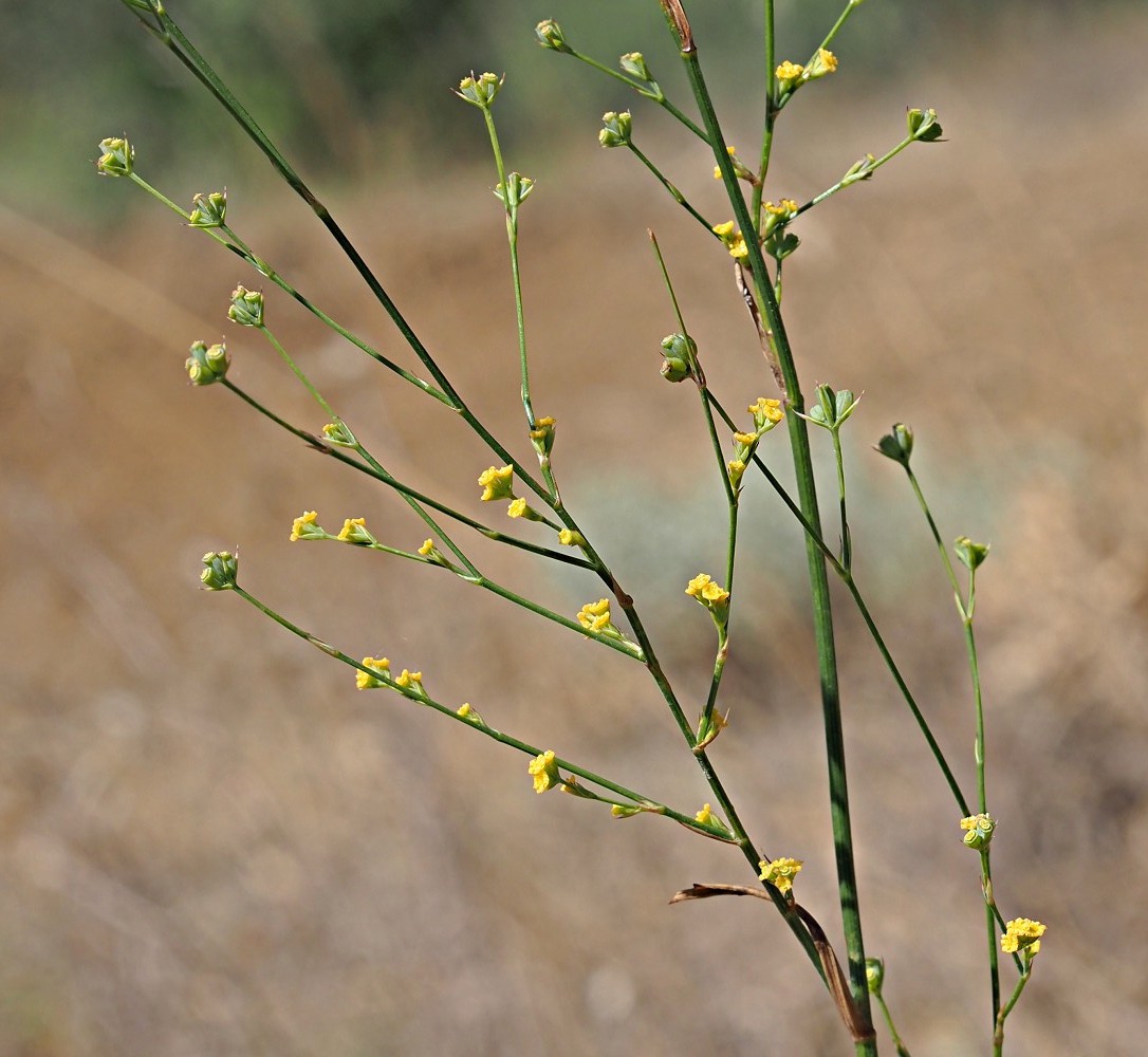 Image of Bupleurum asperuloides specimen.