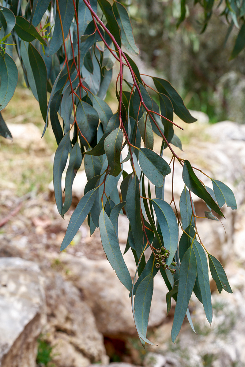 Изображение особи род Eucalyptus.