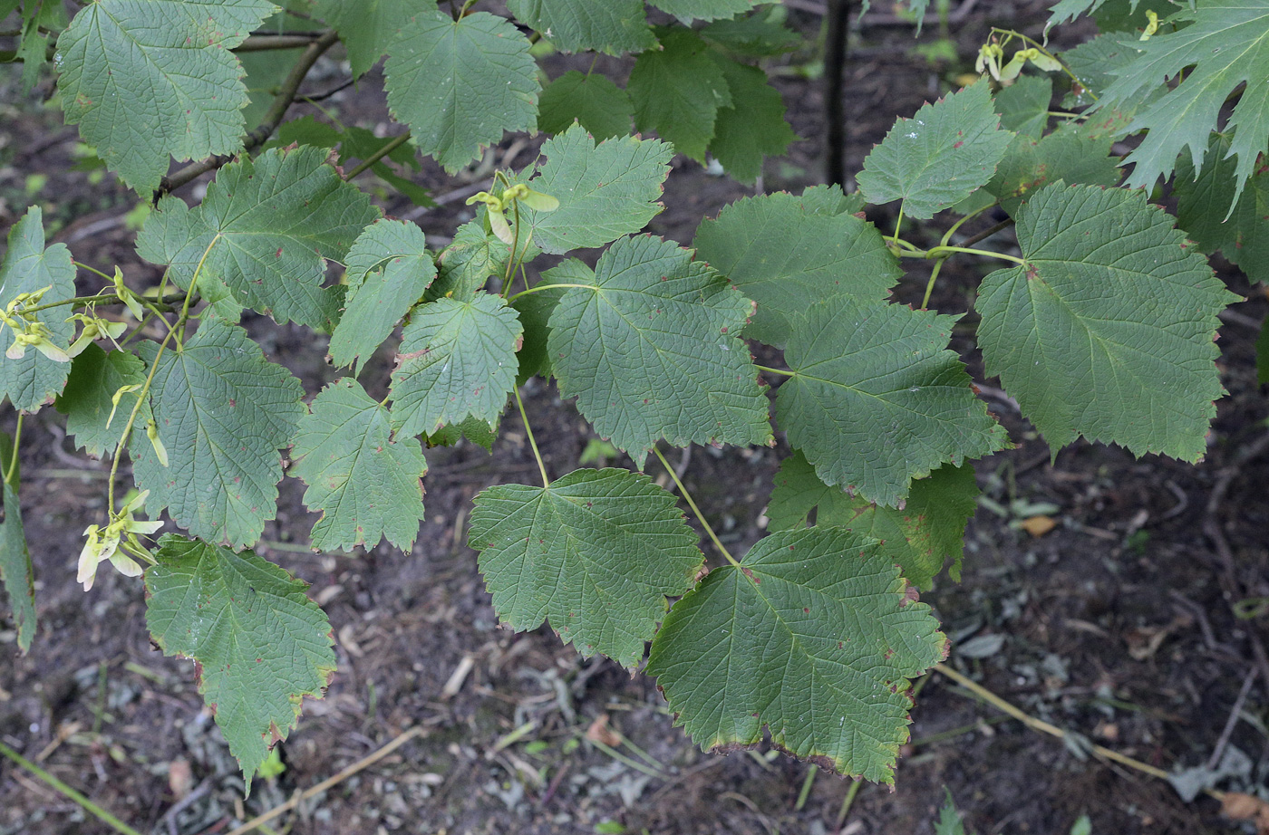 Image of genus Acer specimen.