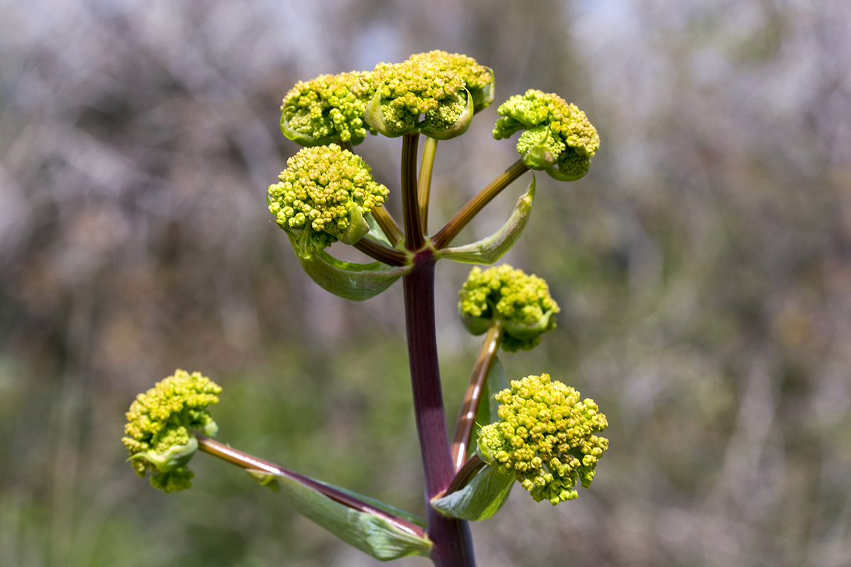 Изображение особи Ferula communis.