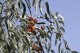 Elaeagnus angustifolia. Часть ветви с плодами. Узбекистан, хребет Нуратау, Нуратинский заповедник, урочище Хаятсай, долина горной речки, около 1000 м н.у.м. 05.09.2006.