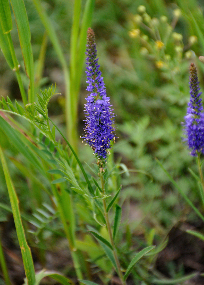 Изображение особи Veronica spicata.