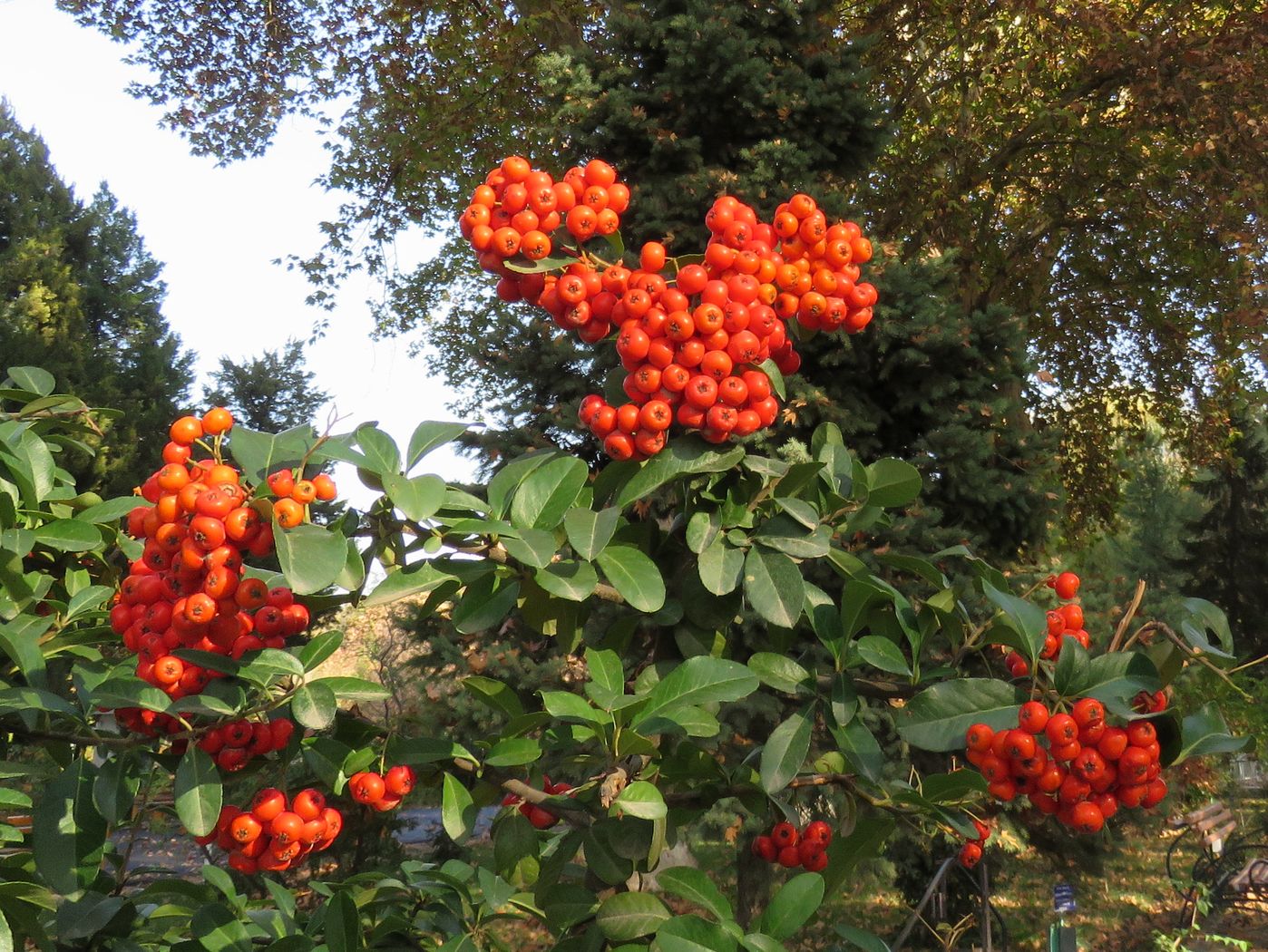 Image of Pyracantha coccinea specimen.